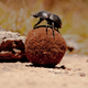 Illustration for article titled Dung Beetles Use the Milky Way for Navigation